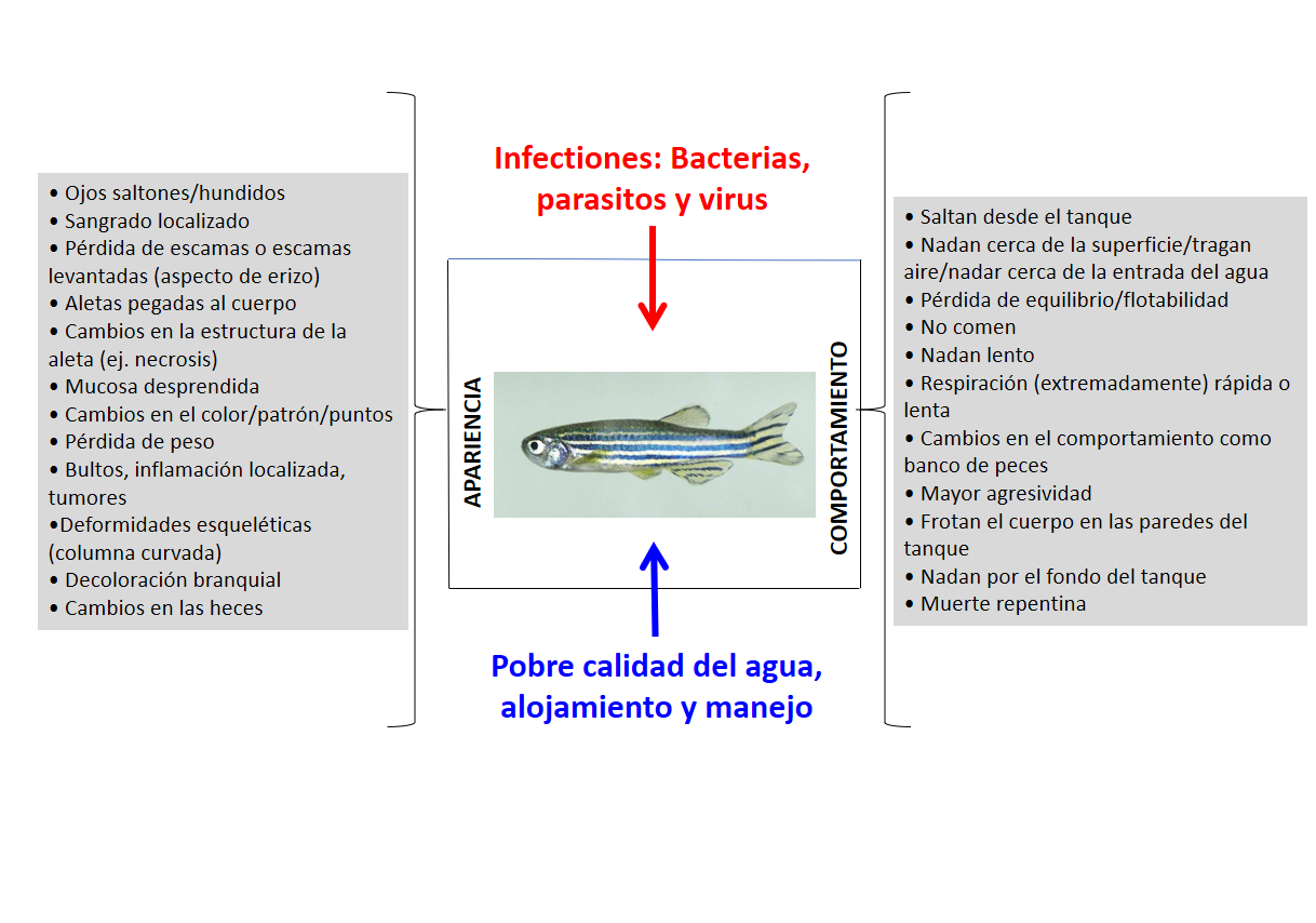 Diagram health in zebrafish